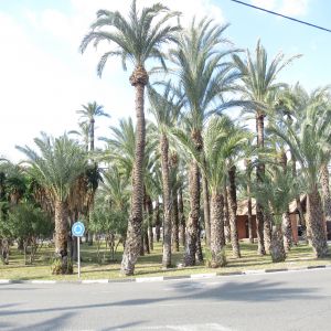 Elche palmen stad van Espana